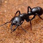 【世界一大きいアリ】最大４cm!?　顔がホラー過ぎて閲覧注意、世界最大の蟻とは？　【ディノハリアリ】